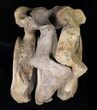 Articulated Woolly Mammoth Neck Vertebras - Alaska #18675-5